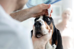 Entropion and Ectropion in Basset Hounds