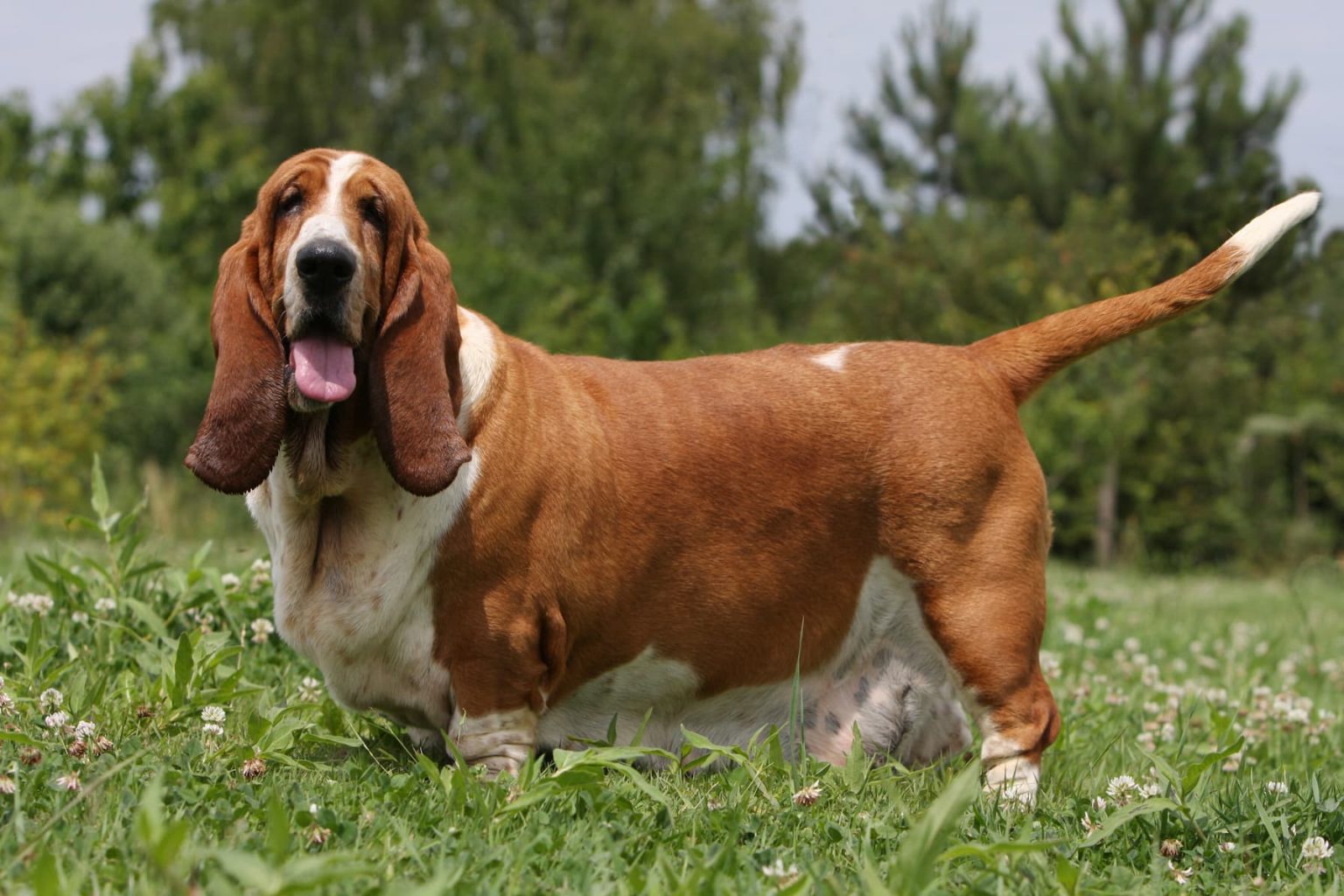 Basset Hound Club Of America BHCA Basset Hound Foundation